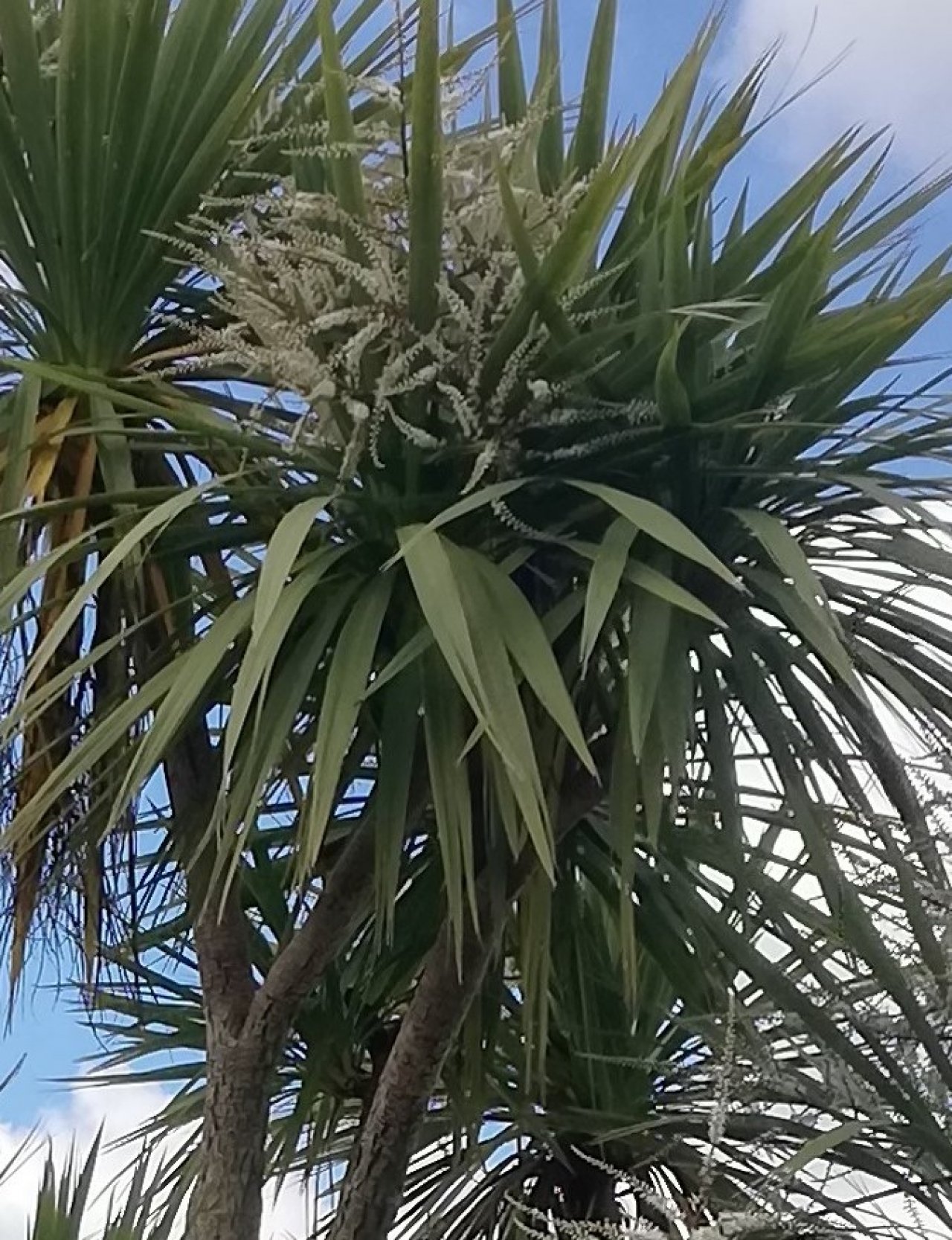 Cabbage tree
