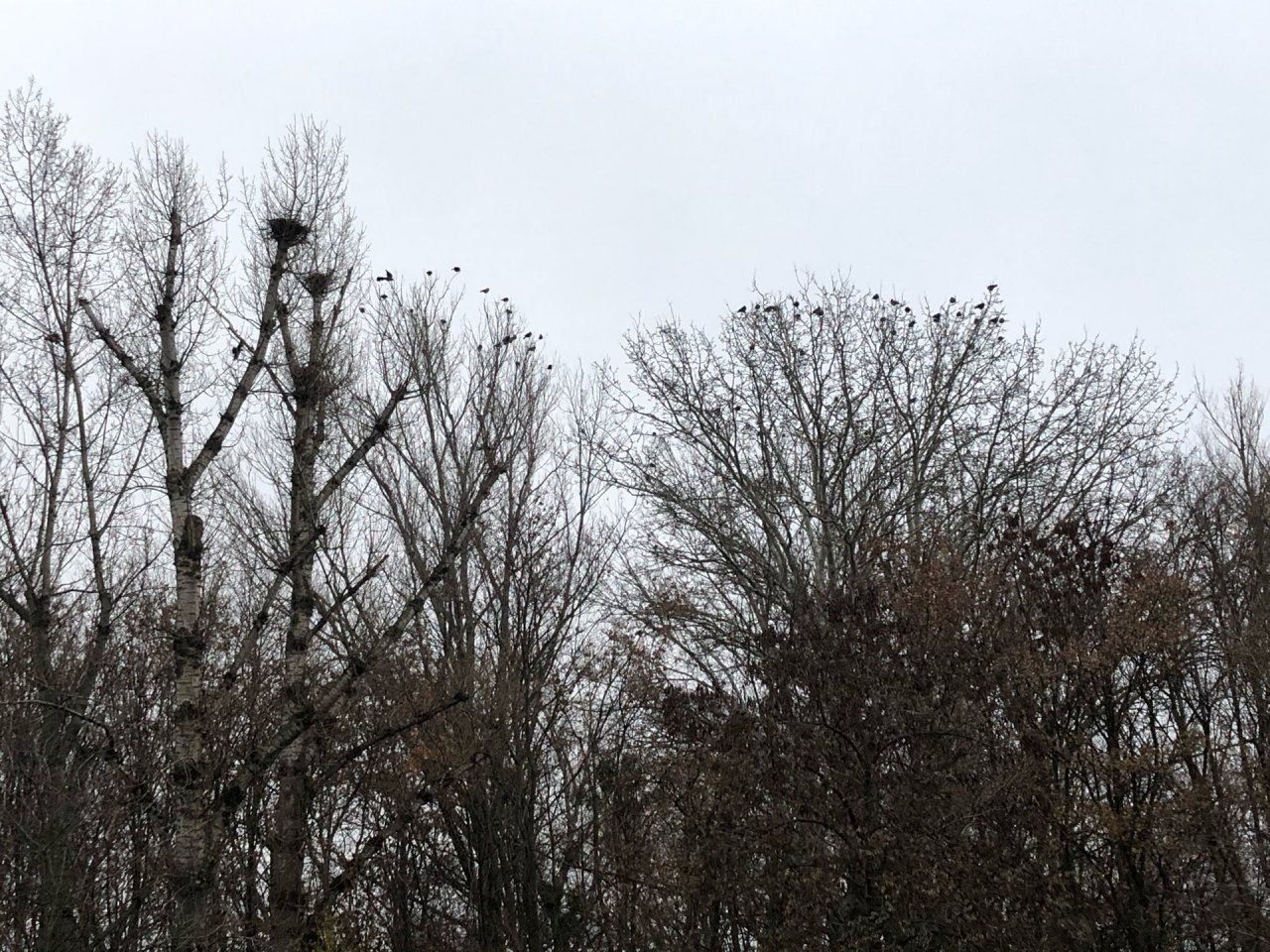 Carrion Crow in KraMobil App spotted by Krarin on 13.12.2020