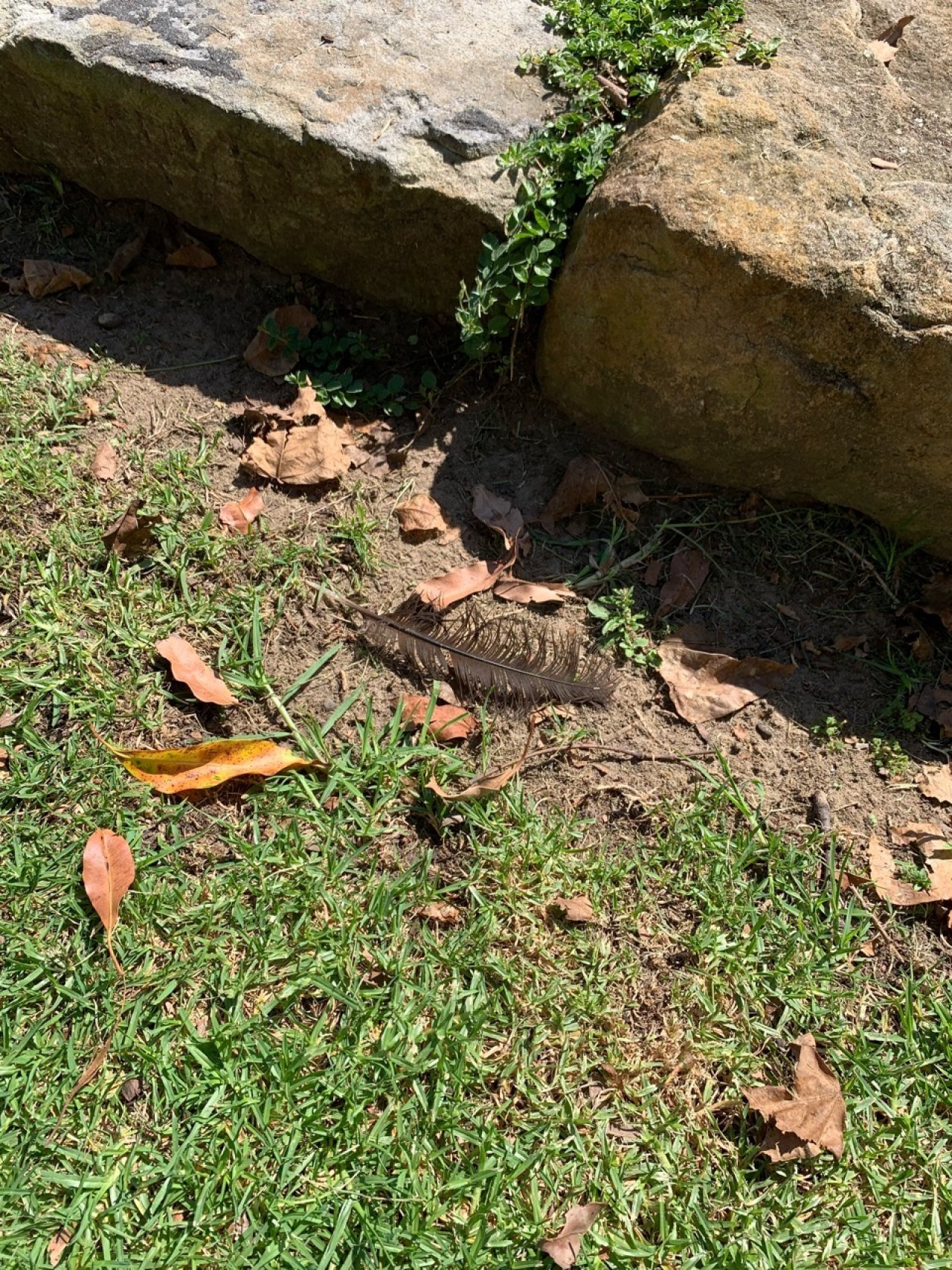 traces in BrushTurkeys App spotted by Sean Serduk on 28.02.2021