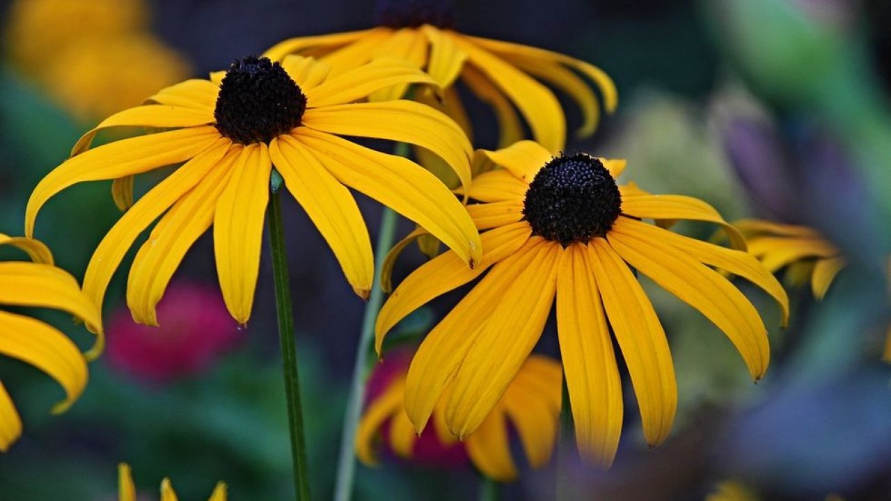 Susan de olhos pretos