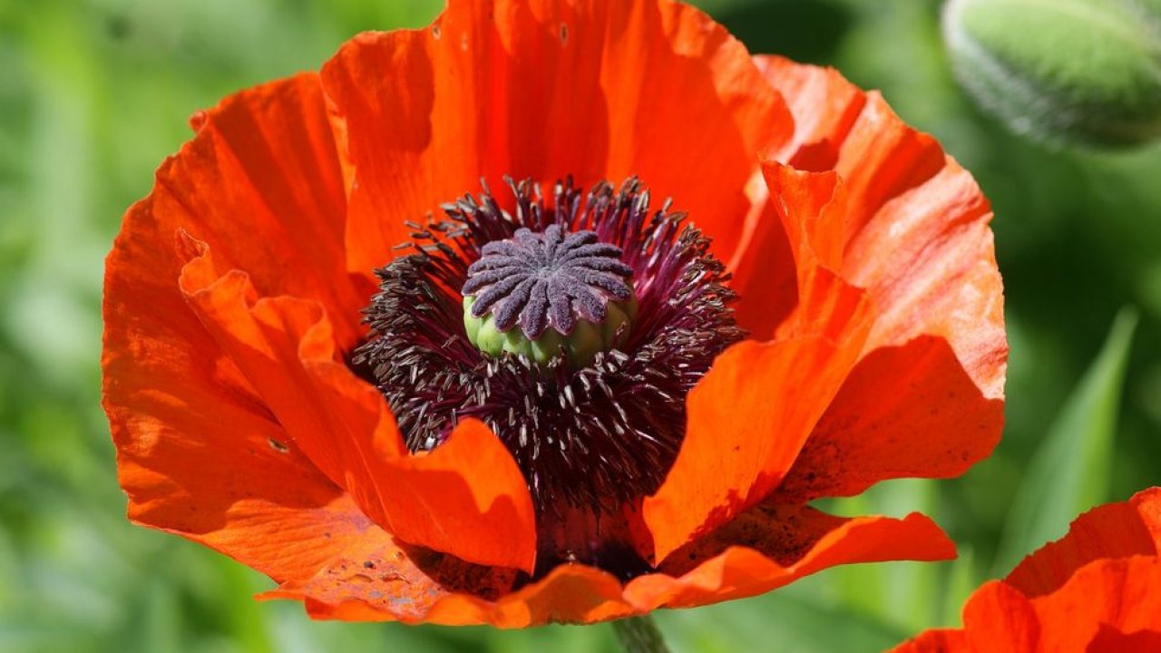 Papoila comum/Papoula do milho