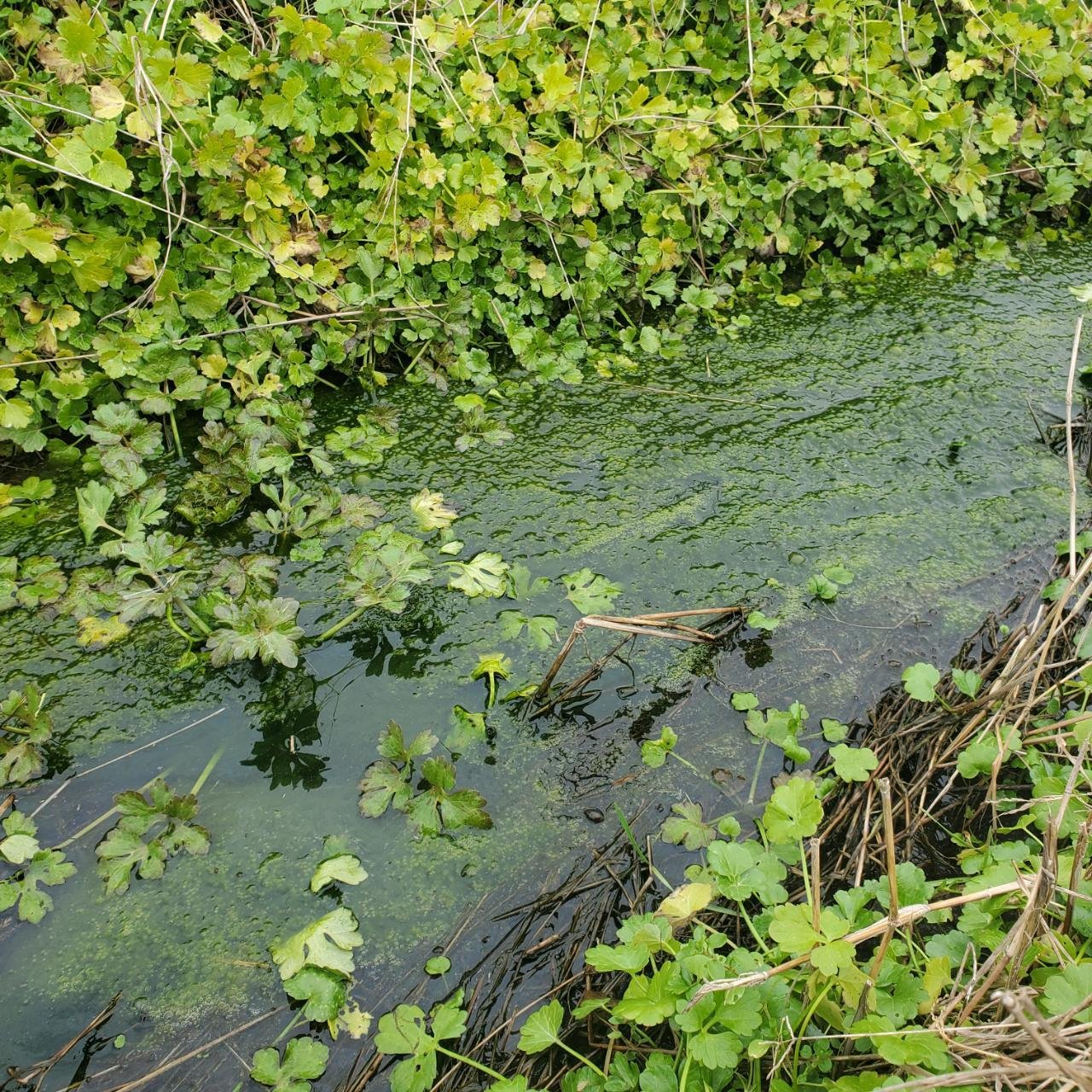 Water quality in Coastal Observer App spotted by Jennifer Boland on 24.12.2020