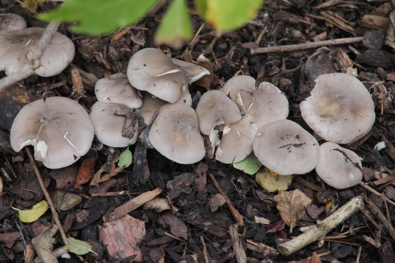 anderer Lamellenpilz (hell) in Pilzfinder App spotted by Helmling on 08.11.2020