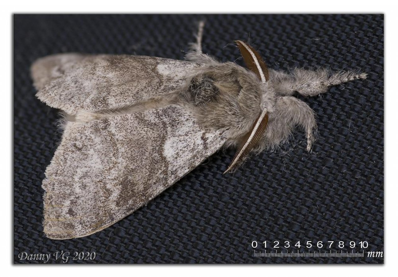 Animals in NatureSpots App spotted by Danny VG on 24.04.2020