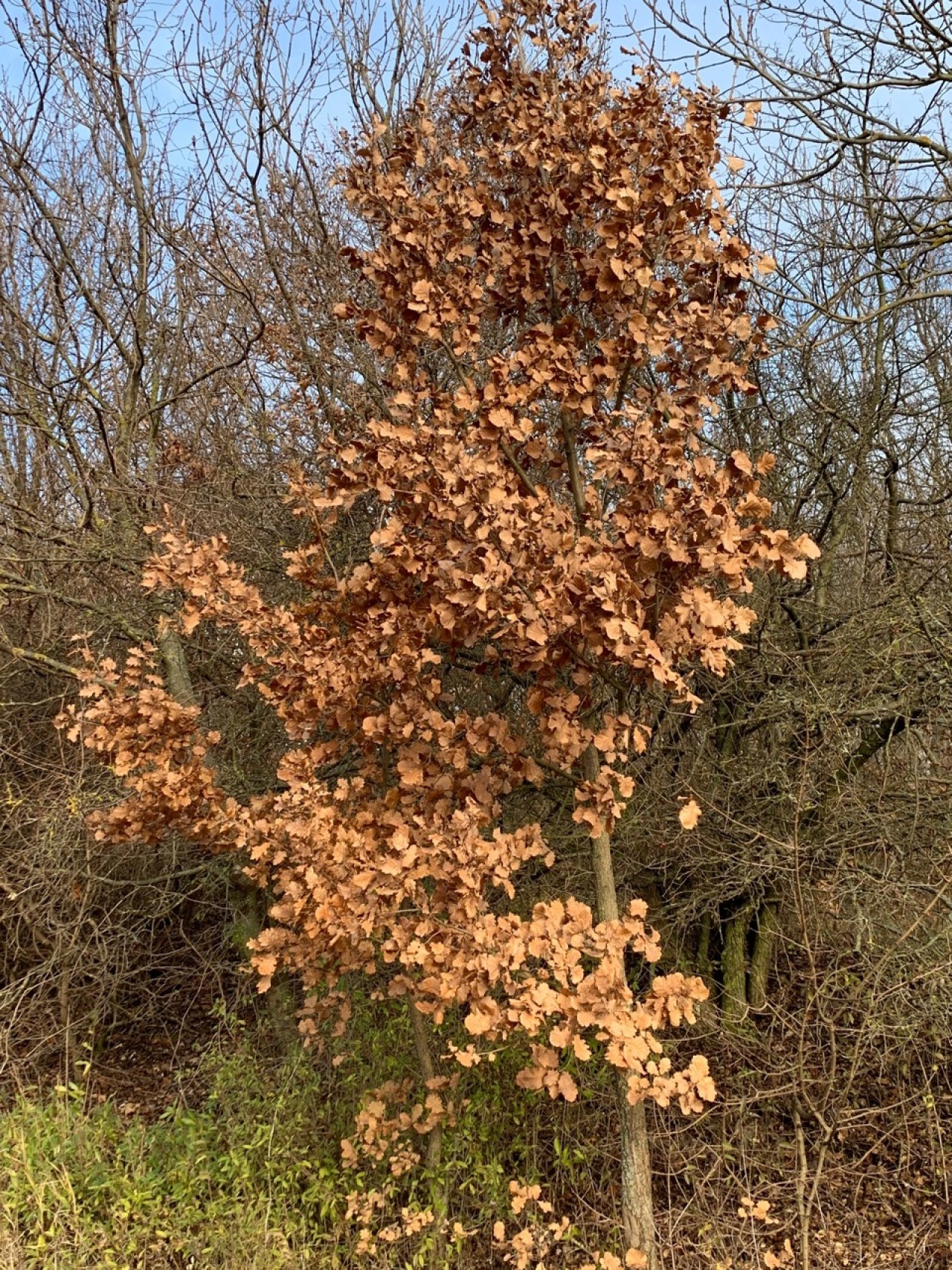Etwa 90% der Blätter der Flaum-Eiche sind noch am Baum. | Naturkalender 