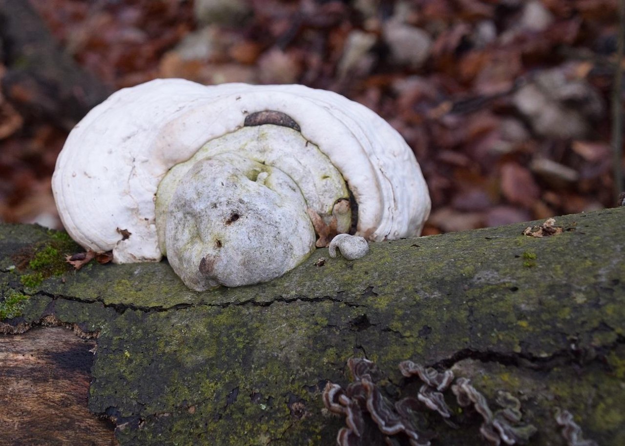 Zunderschwamm in Pilzfinder App spotted by Markus Sabor on 12.12.2020