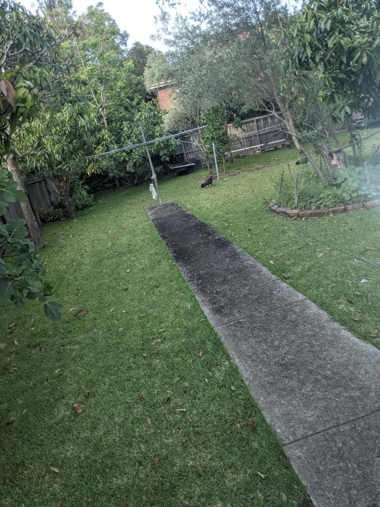 Brush-turkey in Big City Birds App spotted by Laura Coffey on 23.12.2020