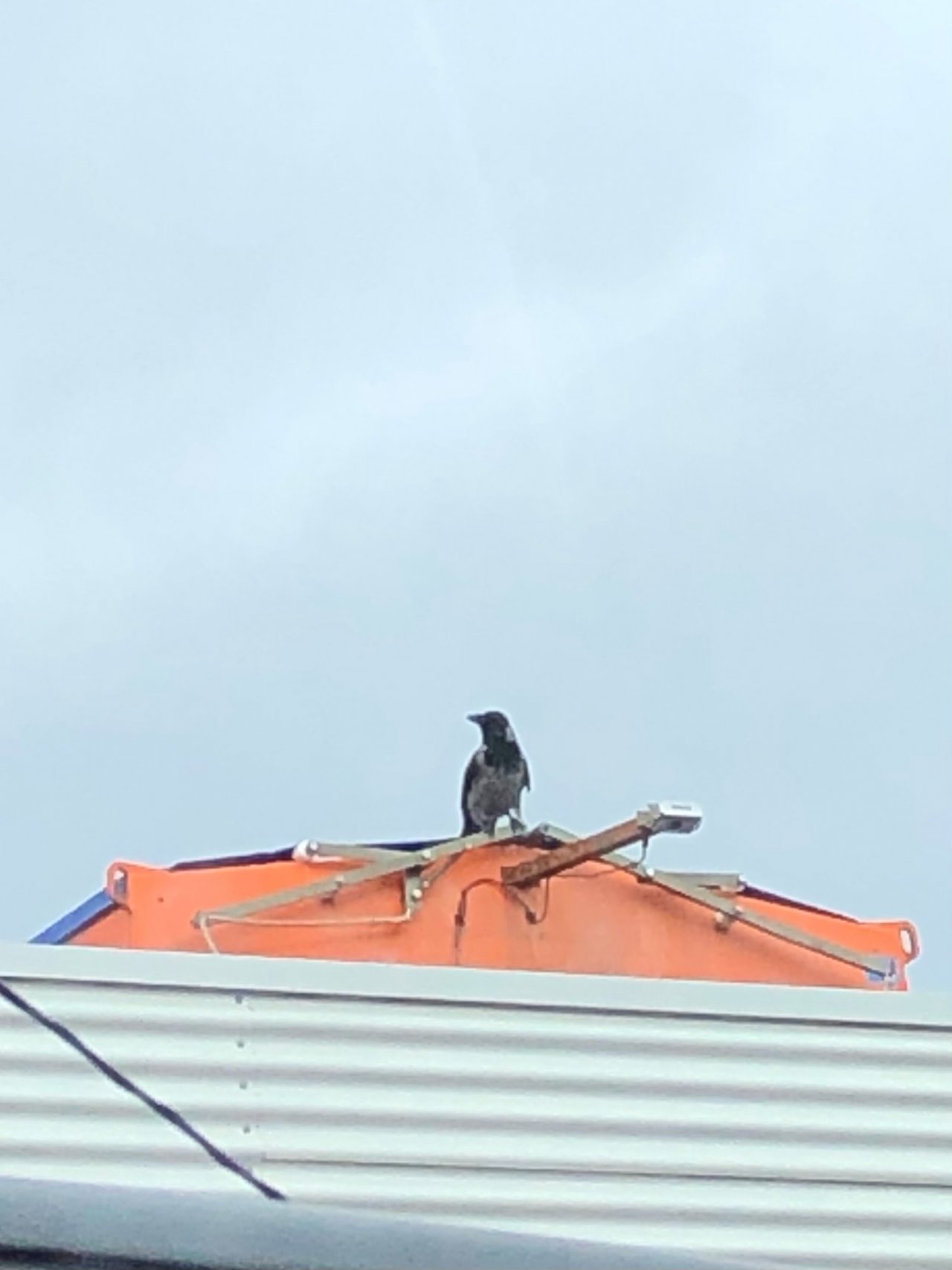 Hooded Crow in KraMobil App spotted by Krarin on 08.03.2021