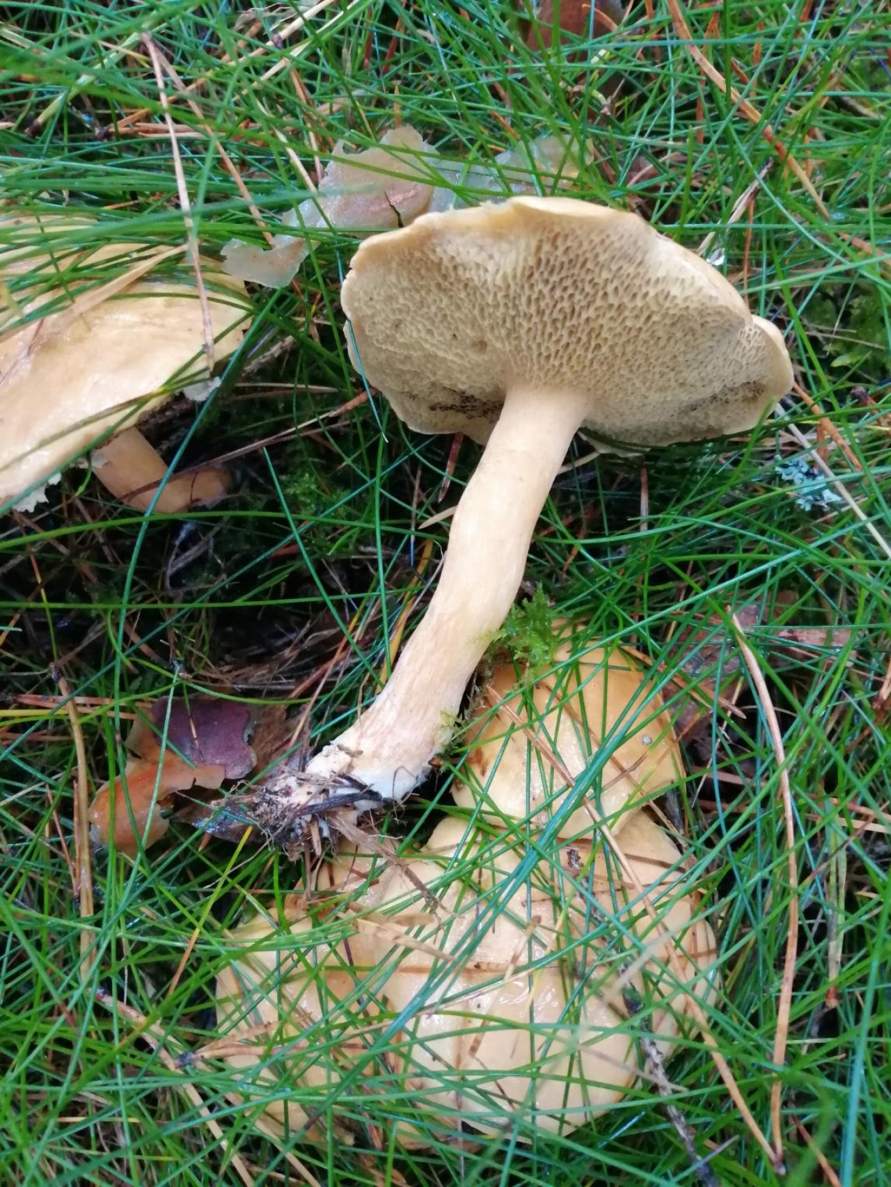 | Pilzfinder App | 26.10.2020