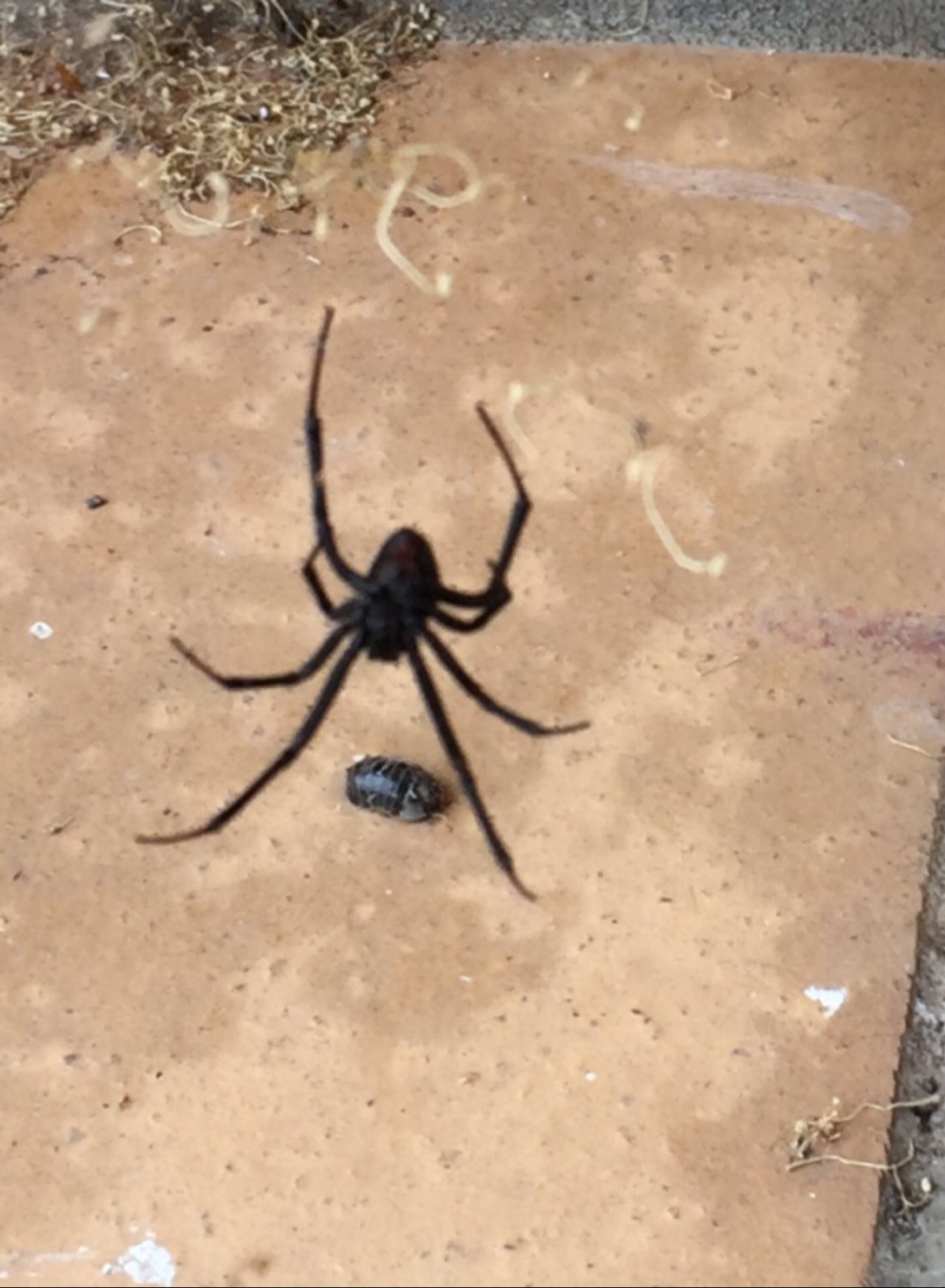 other species in SpiderSpotter App spotted by ednaward on 21.12.2020