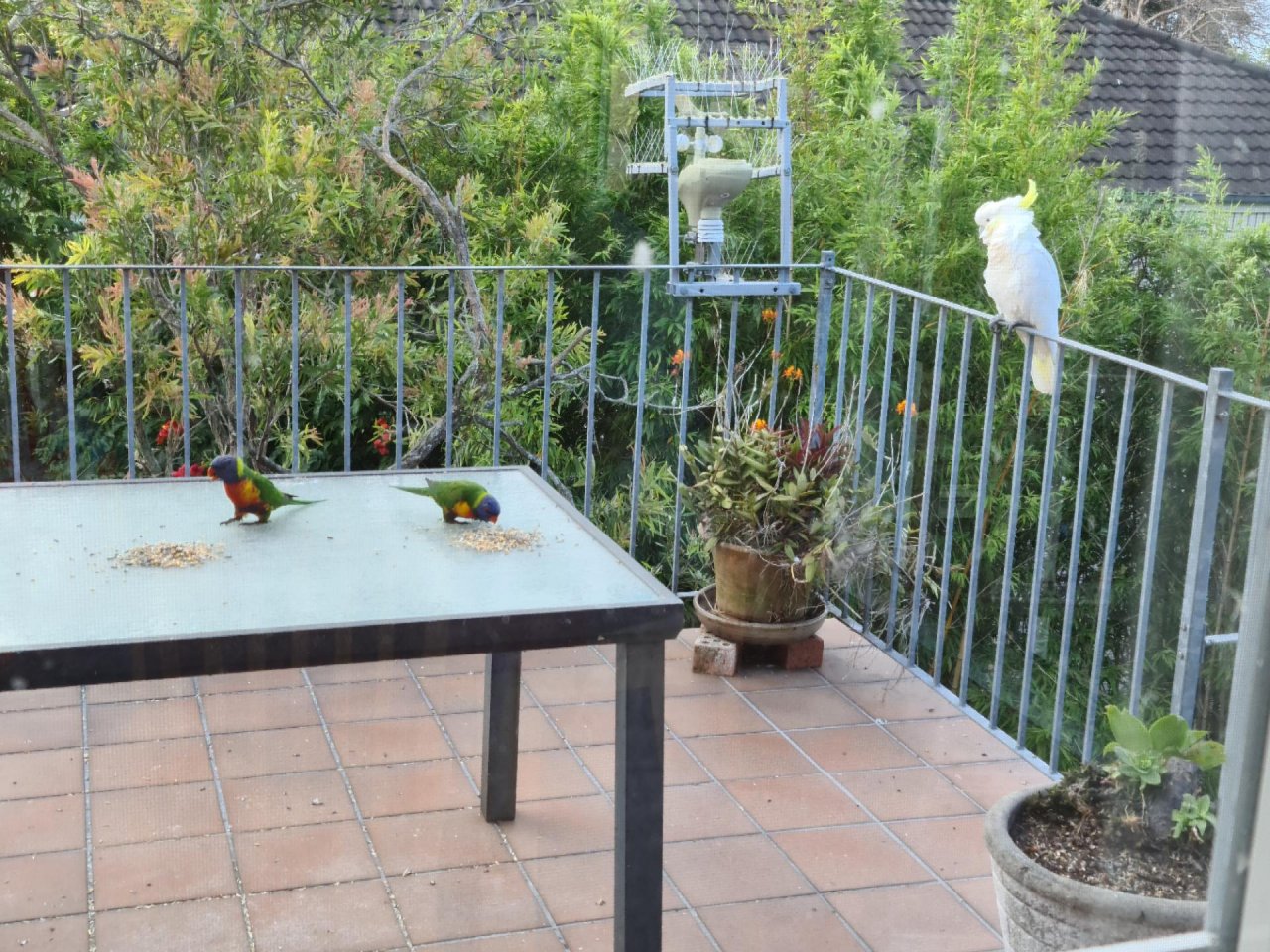 Other bird in Big City Birds App spotted by Epworth2101 on 13.12.2020