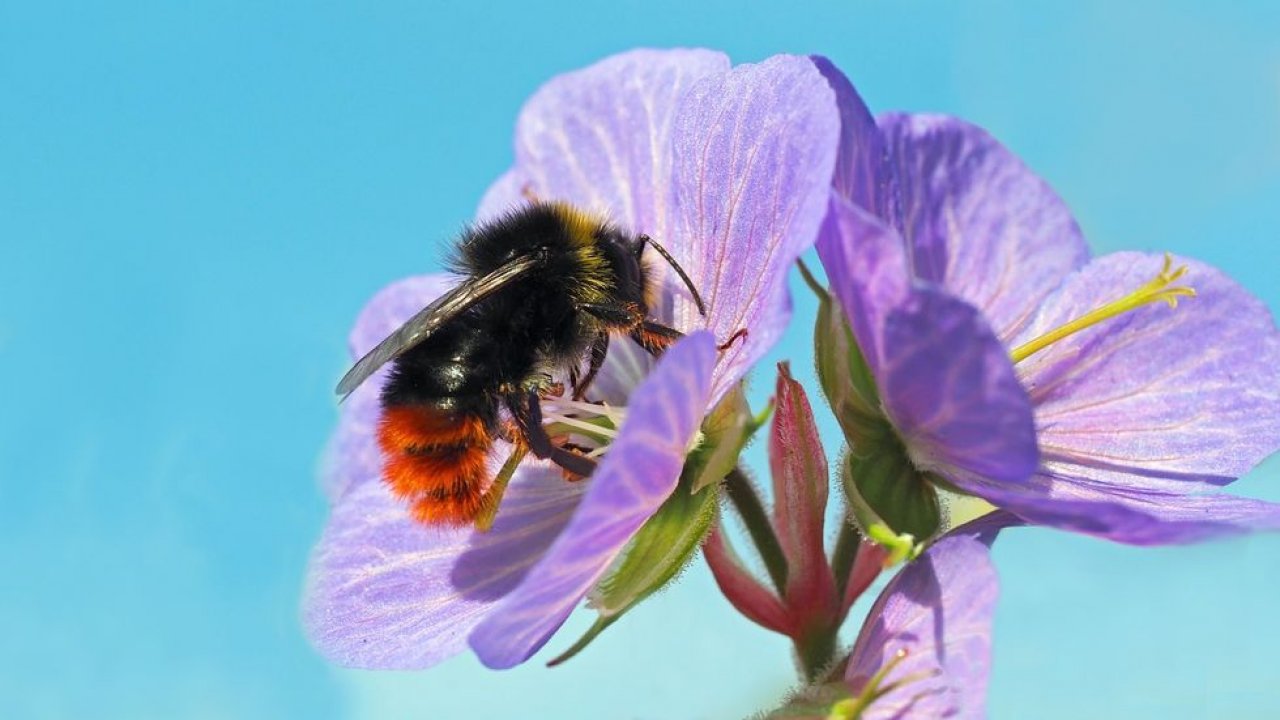 Abelha de cauda vermelha