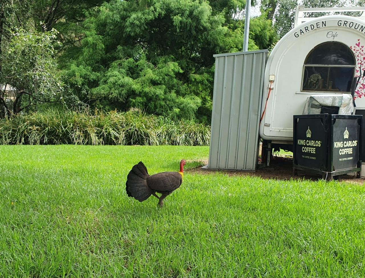 birds in BrushTurkeys App spotted by Margaret Burnes on 20.12.2020