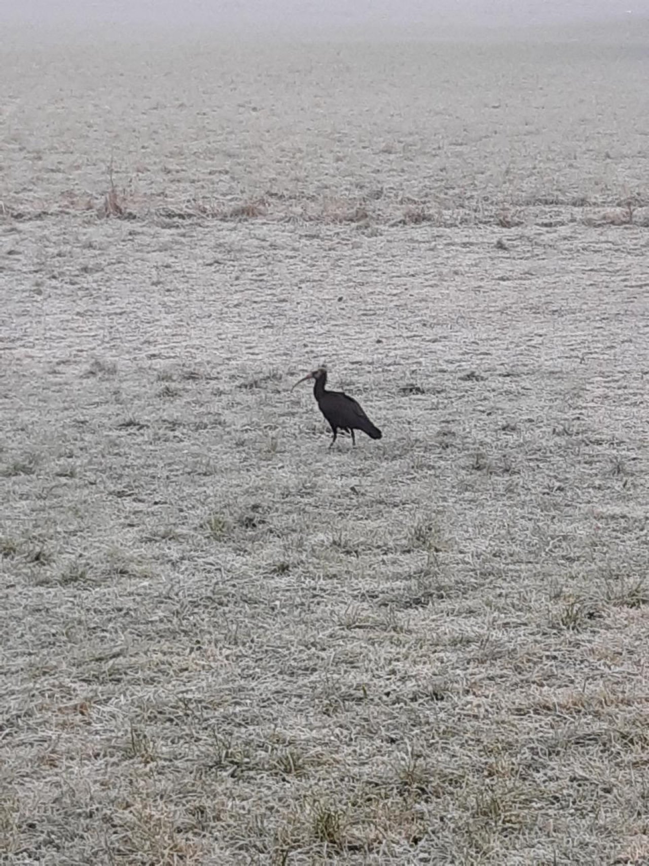 Waldrapp in Forschen im Almtal App spotted by Pamela Leberbauer on 18.12.2020