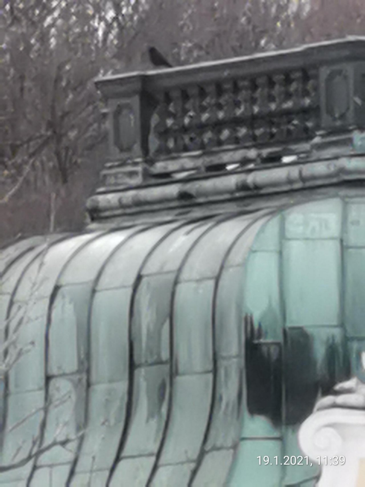 Carrion Crow in KraMobil App spotted by Felix Kollarz on 19.01.2021