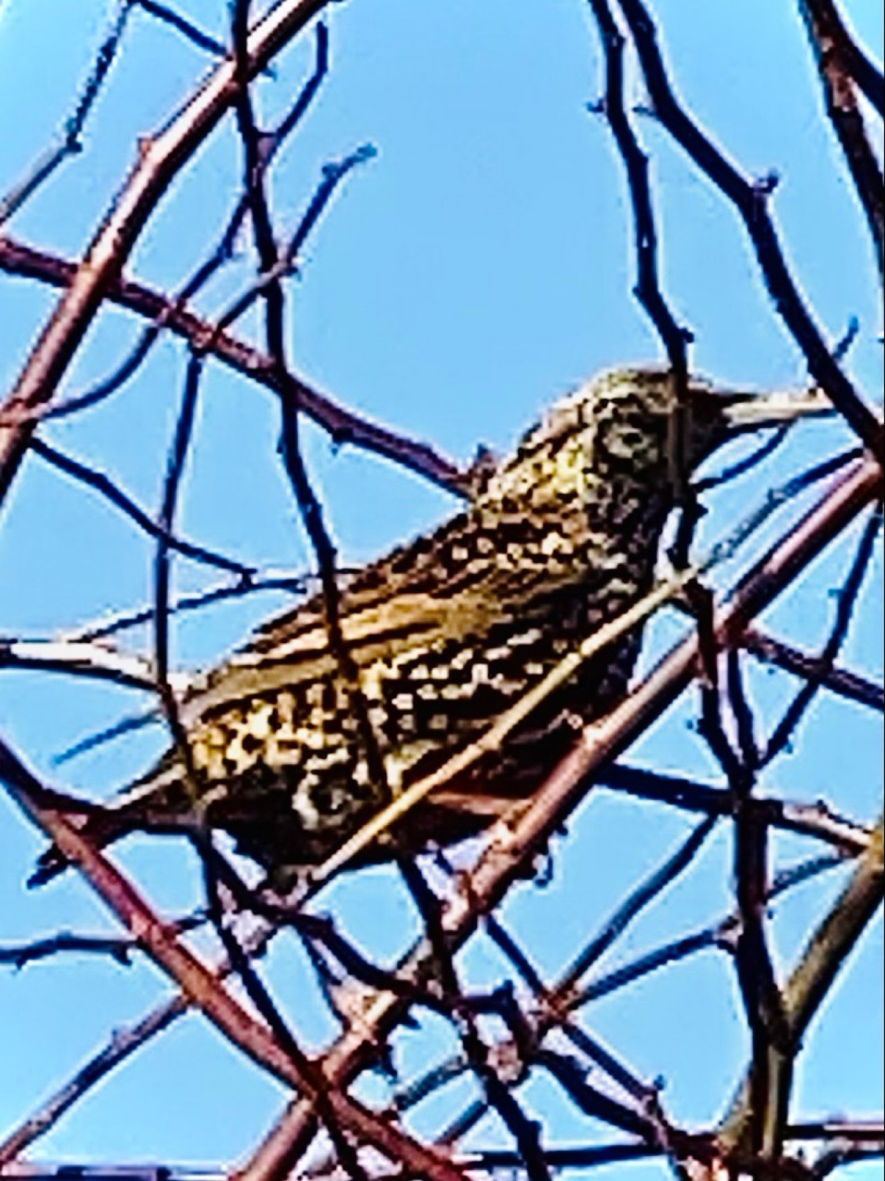 Eine andere Art in Naturkalender Oberösterreich App spotted by Fee on 24.02.2021