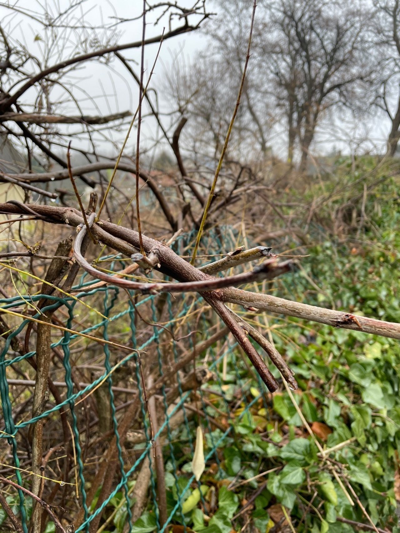 Eine andere Strauchart in Naturkalender App spotted by Franz on 19.12.2020