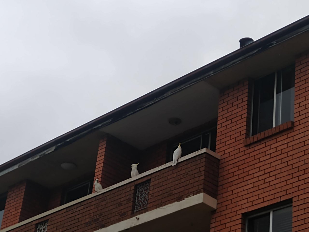 Sulphur-crested Cockatoo in Big City Birds App spotted by Anna on 27.01.2021