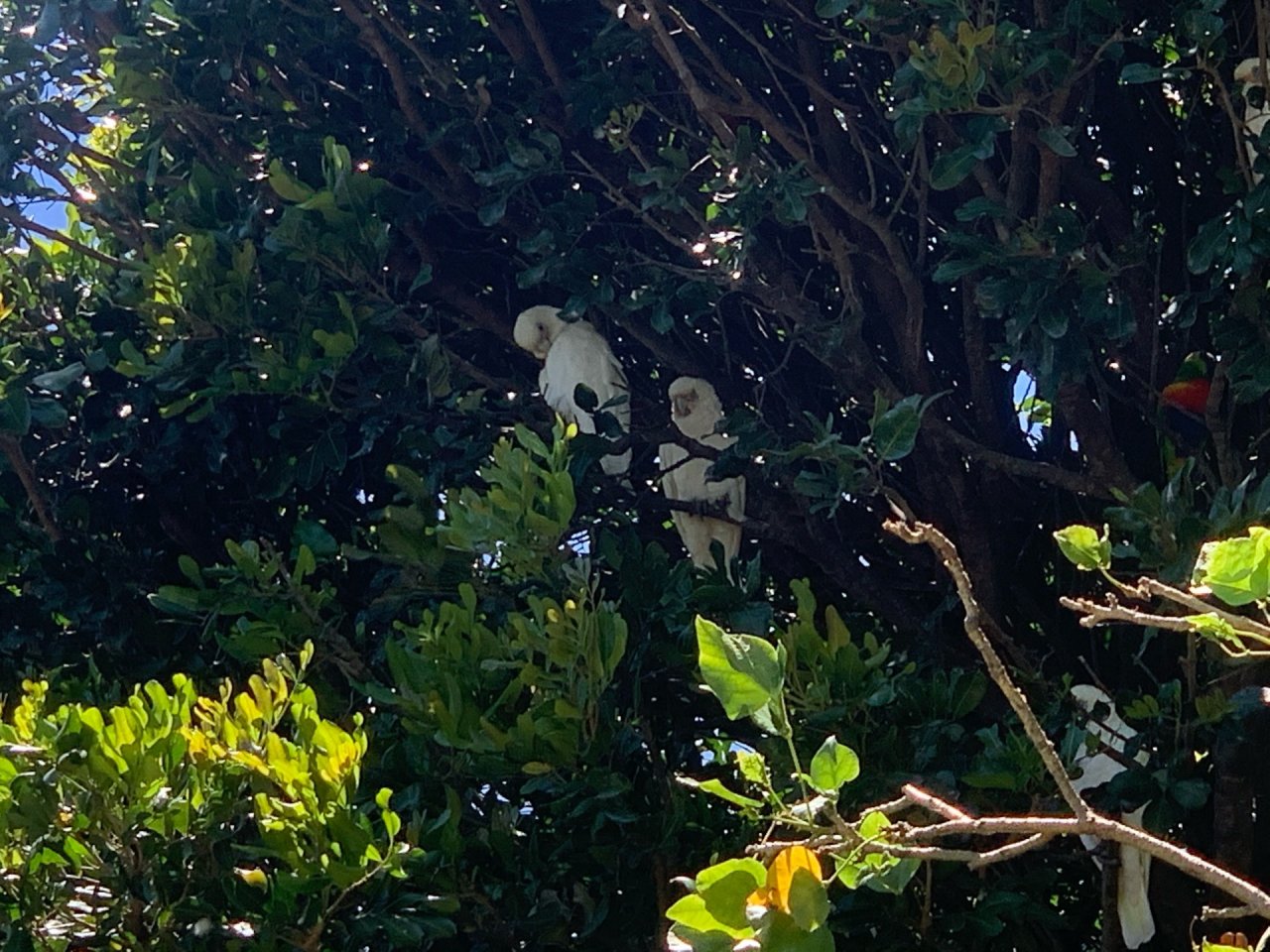 Little Corella in Big City Birds App spotted by John Martin on 14.01.2021