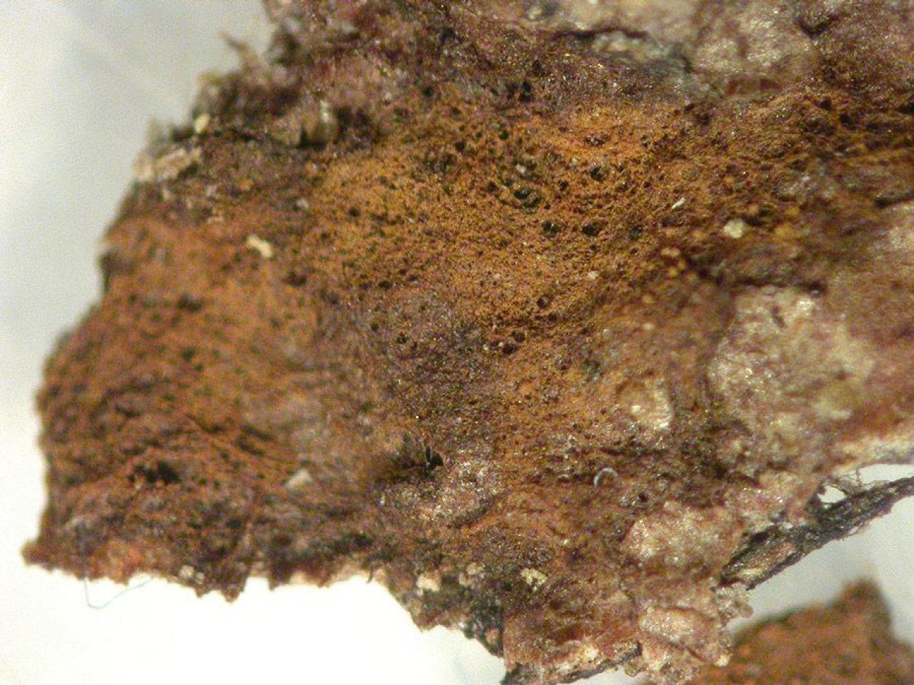 auf Borke.
Rostbraune, samtig weiche, leicht vom Substrat lösbare Belege. Hyphenstränge am 