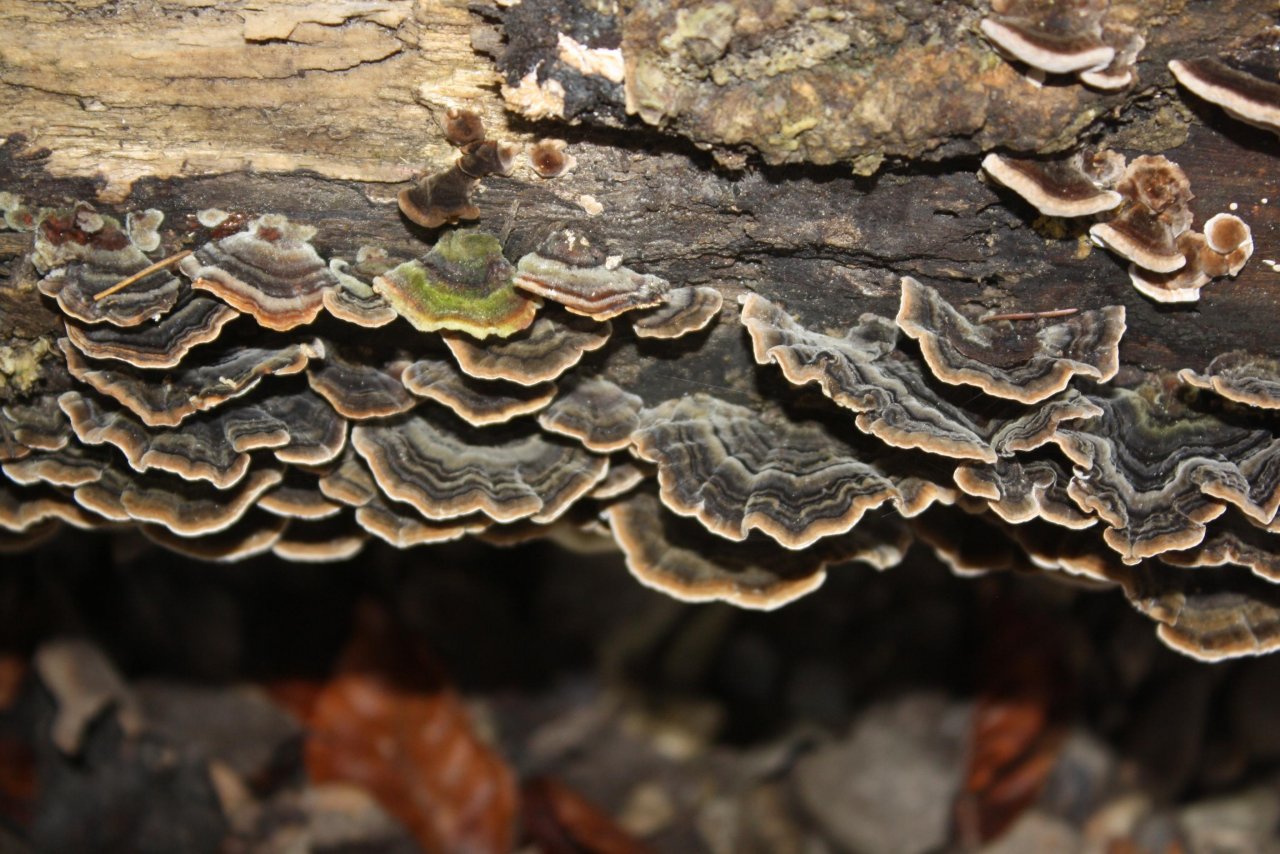 Schmetterlingstramete in Pilzfinder App spotted by Treitner on 17.12.2020