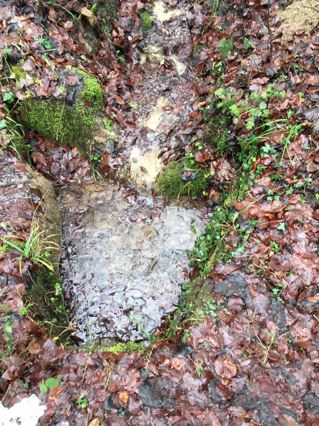 temporary stream in CrowdWater App spotted by theresal on 13.12.2020