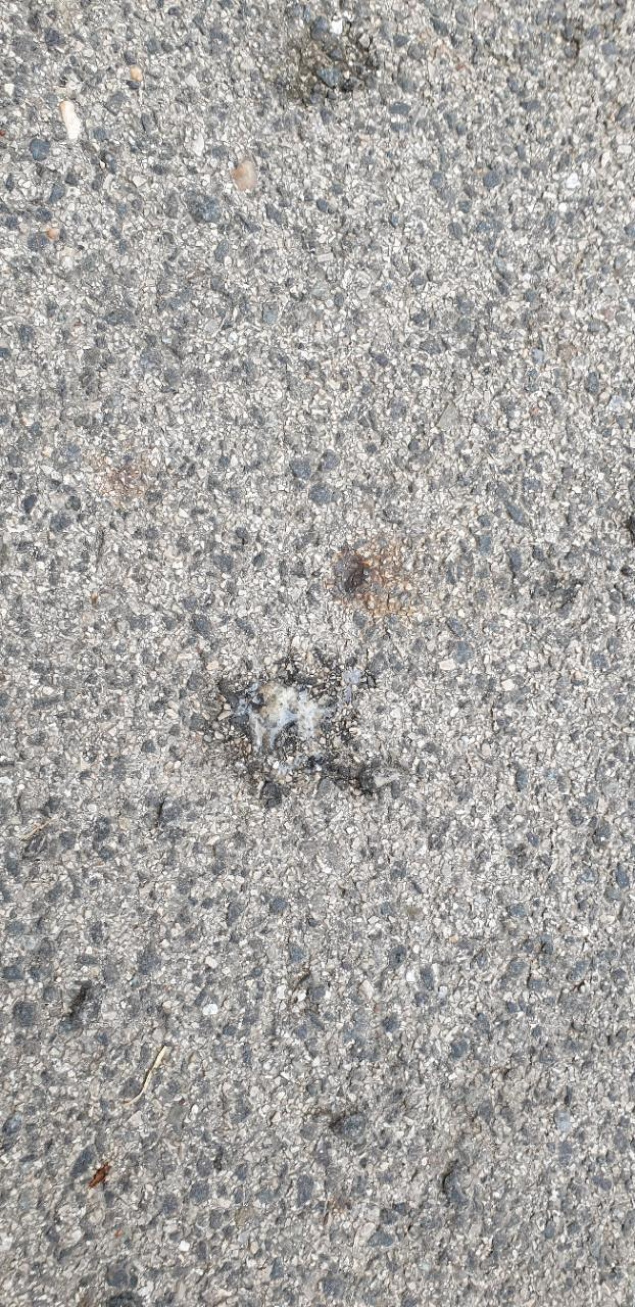 litter in DRECKSPOTZ | GLOBAL 2000 App spotted by LarissaG on 11.12.2020