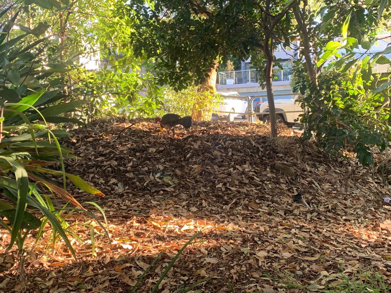 Nest in Big City Birds App spotted by John Martin on 13.12.2020