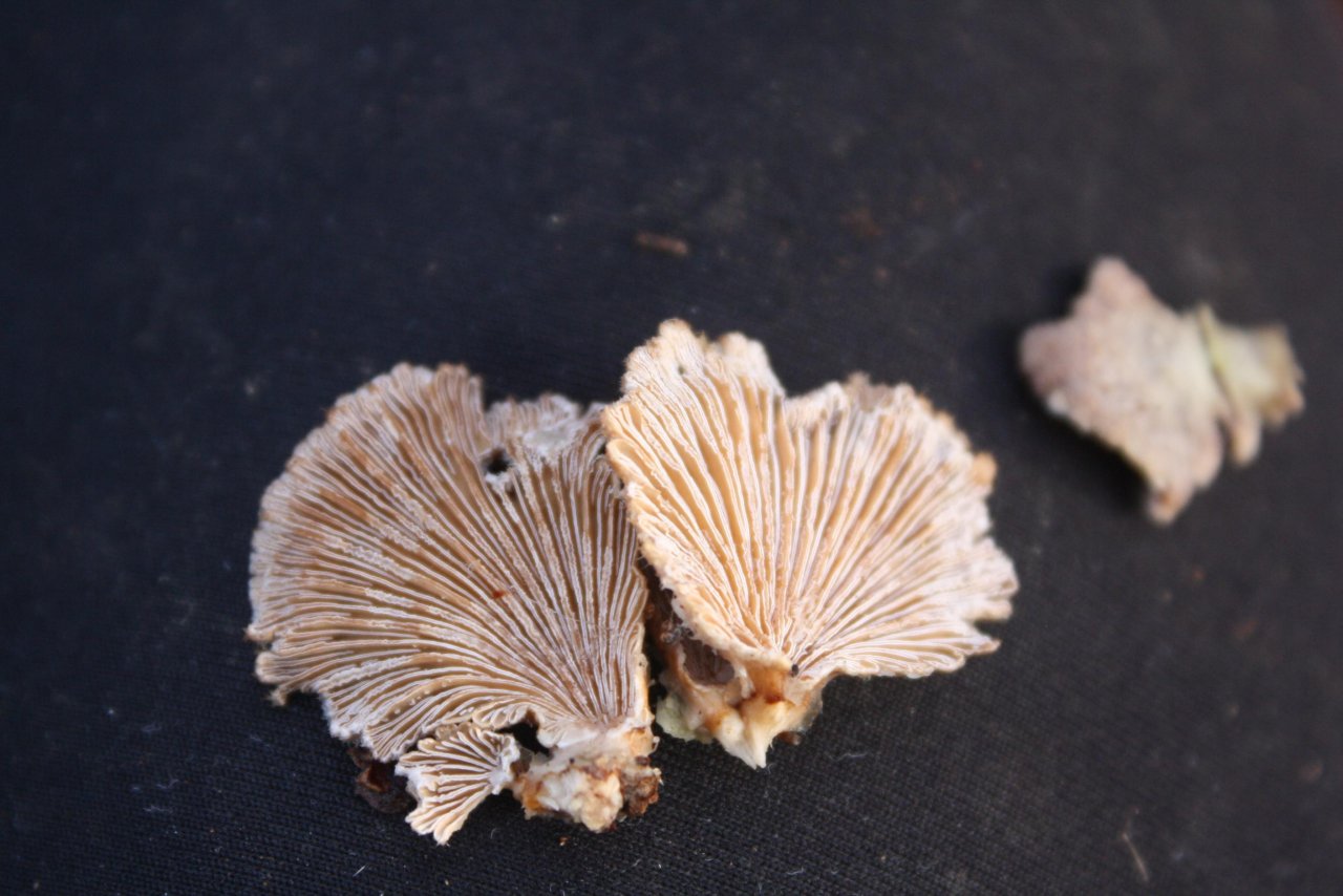 Spaltblättling in Pilzfinder App spotted by Treitner on 16.12.2020