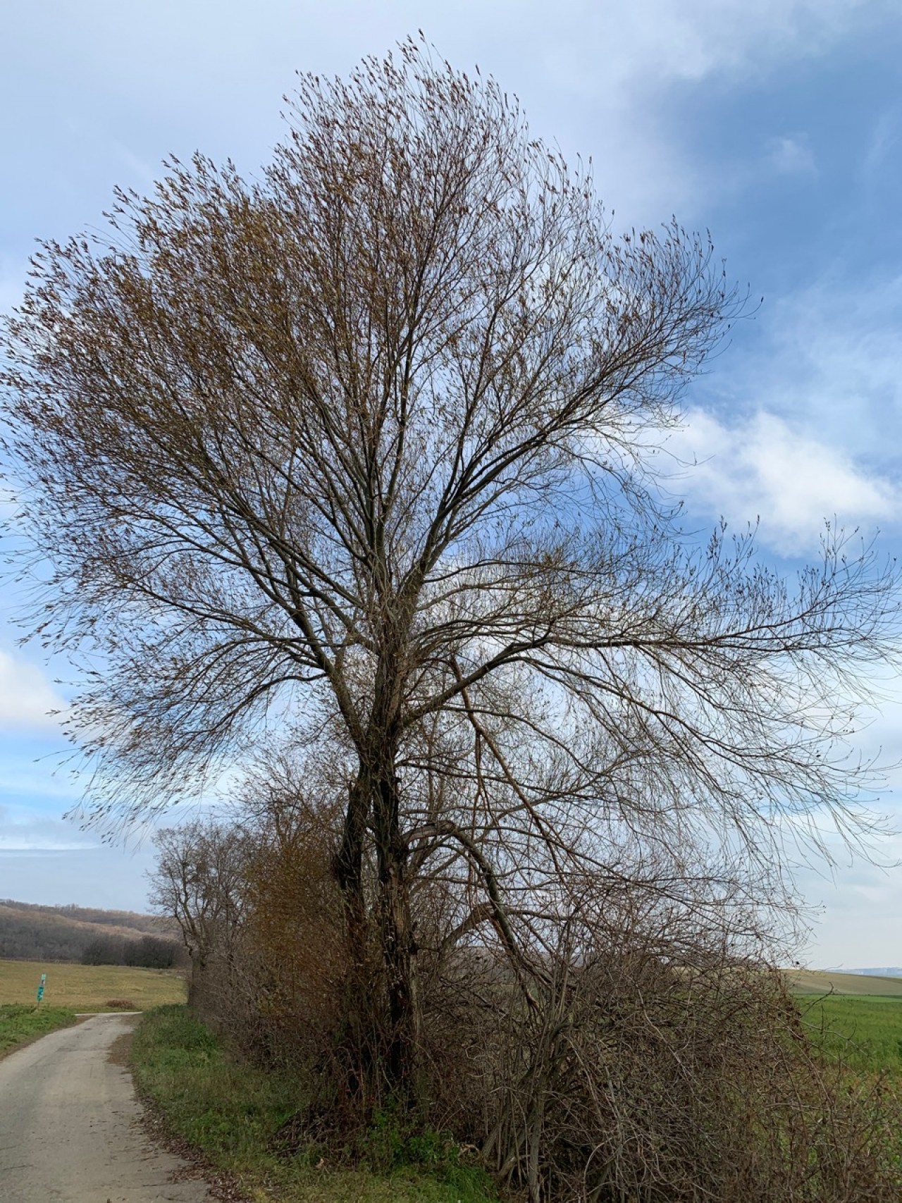 Etwa die Hälfte der Blätter der Schwarz Weide sind abgefallen. | Naturkalender 
