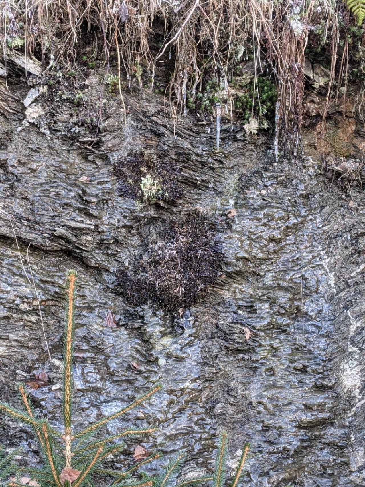 Eine andere krautige Art in Naturkalender App spotted by Heemuul on 19.12.2020