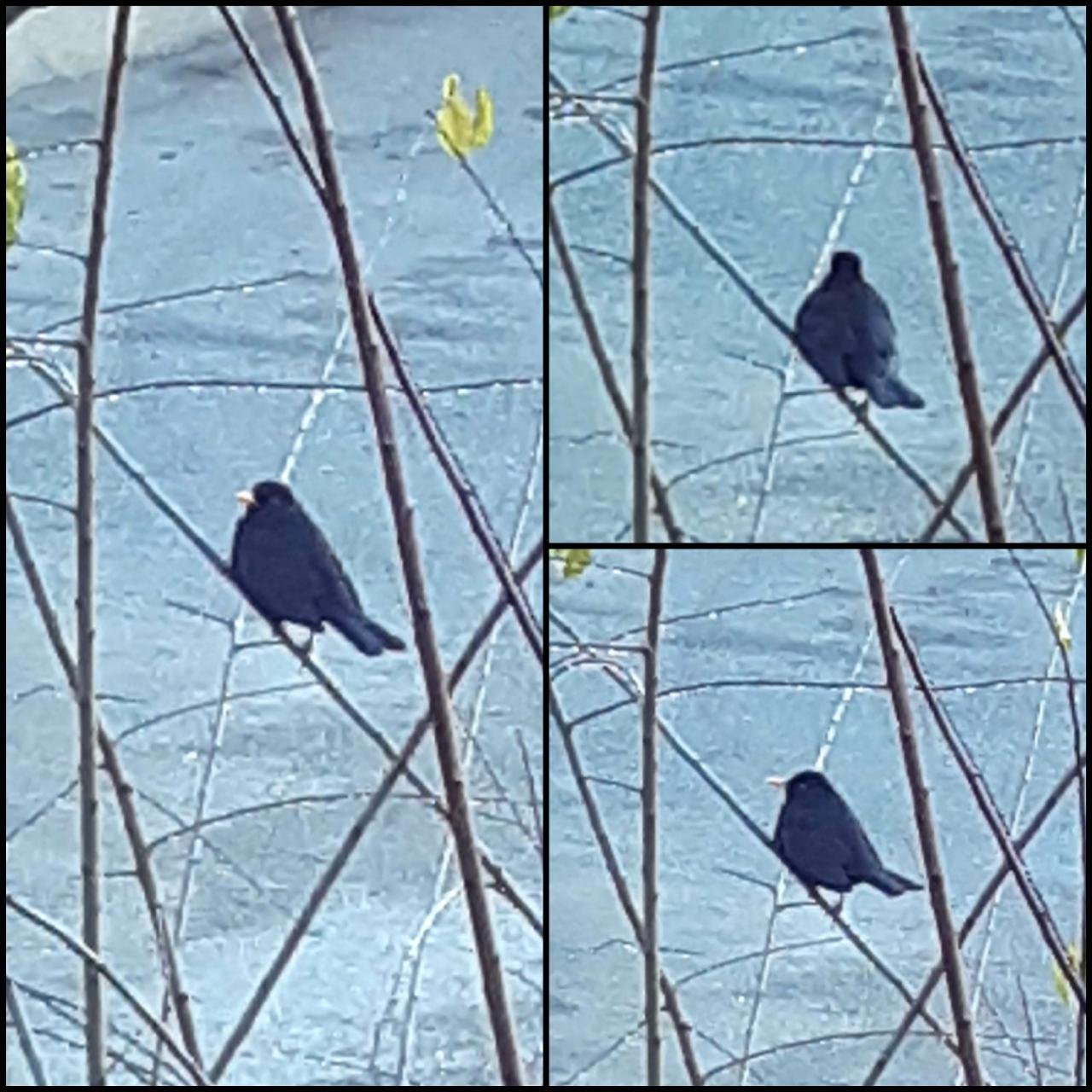 Eine andere Tierart in Naturkalender App spotted by Steinbock on 14.12.2020