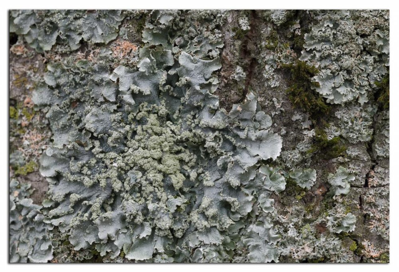 Fungi in NatureSpots App spotted by Danny VG on 27.01.2021