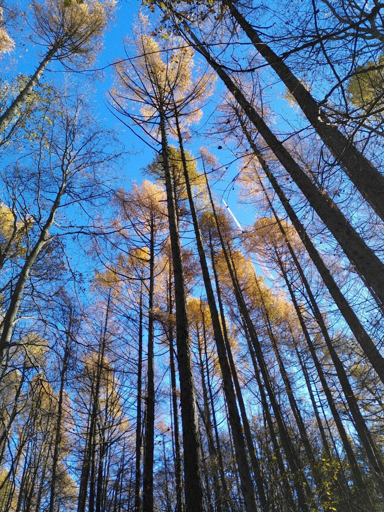 Plants in NatureSpots App spotted by TheOSWR on 22.11.2020