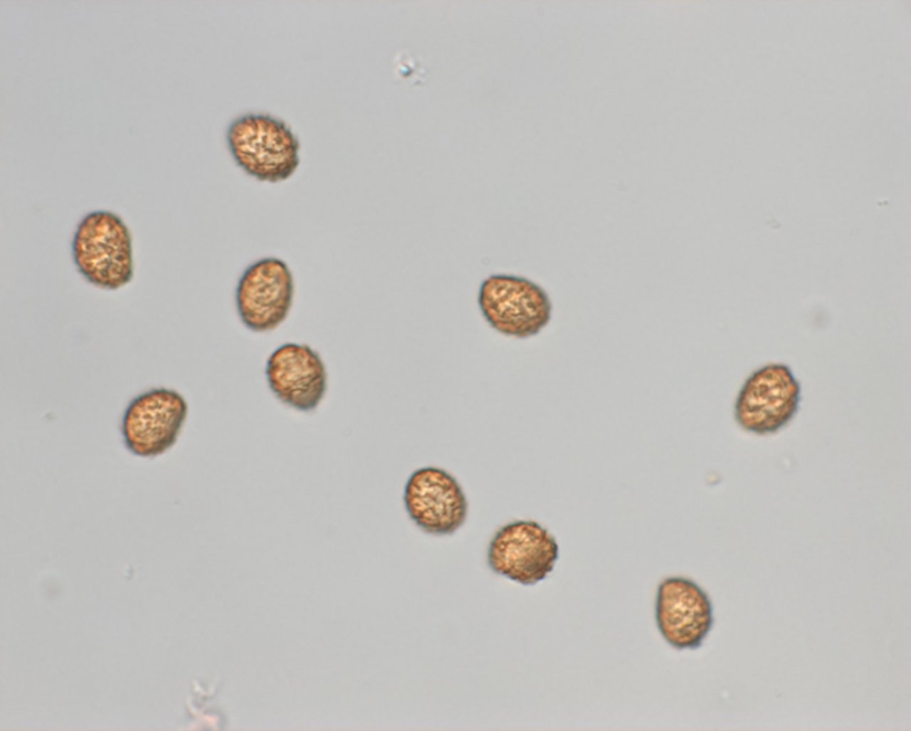 anderer Lamellenpilz (hell) in Pilzfinder App spotted by Irmgard Fungi on 17.12.2020