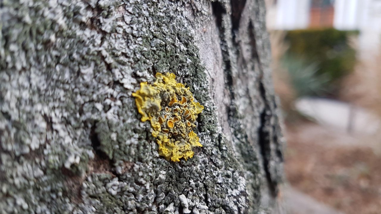 Fungi in NatureSpots App spotted by Ka vonSeiten on 02.02.2021