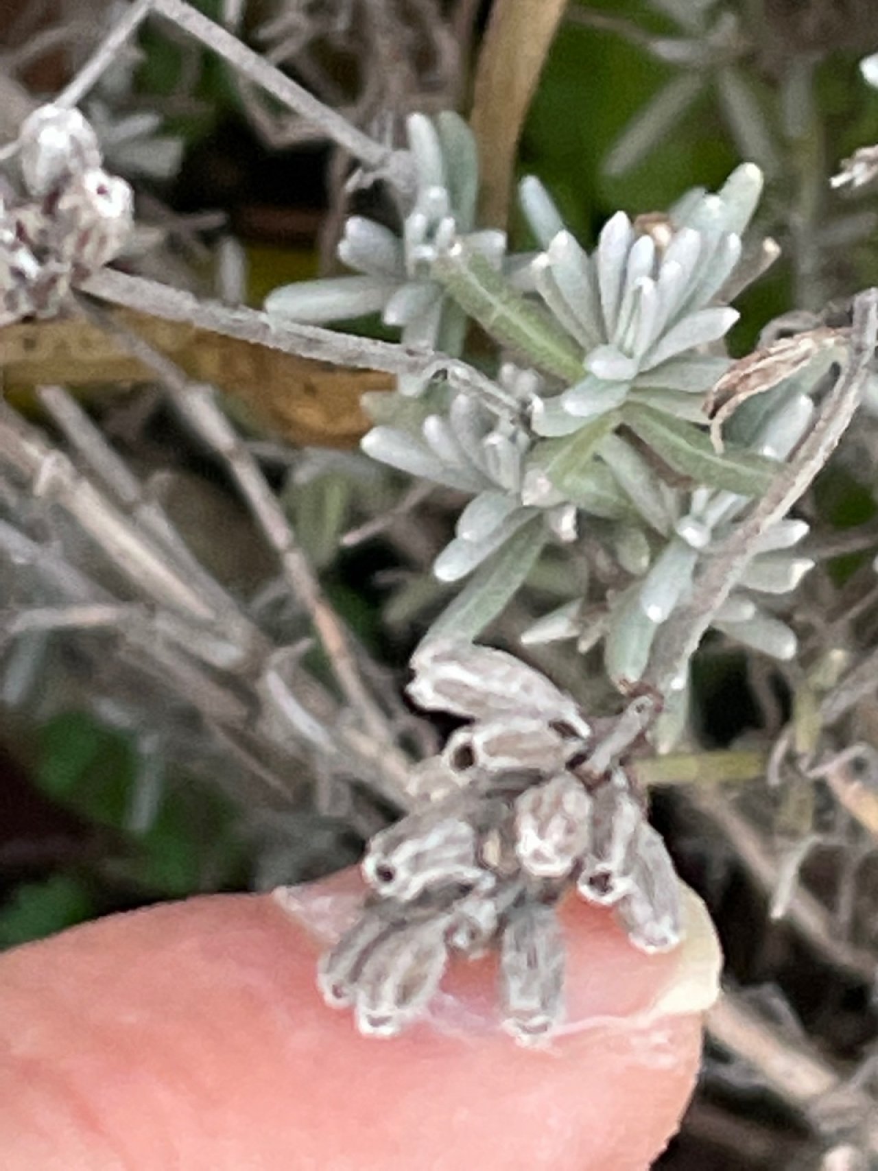 Eine andere krautige Art in Naturkalender App spotted by Franz on 14.12.2020