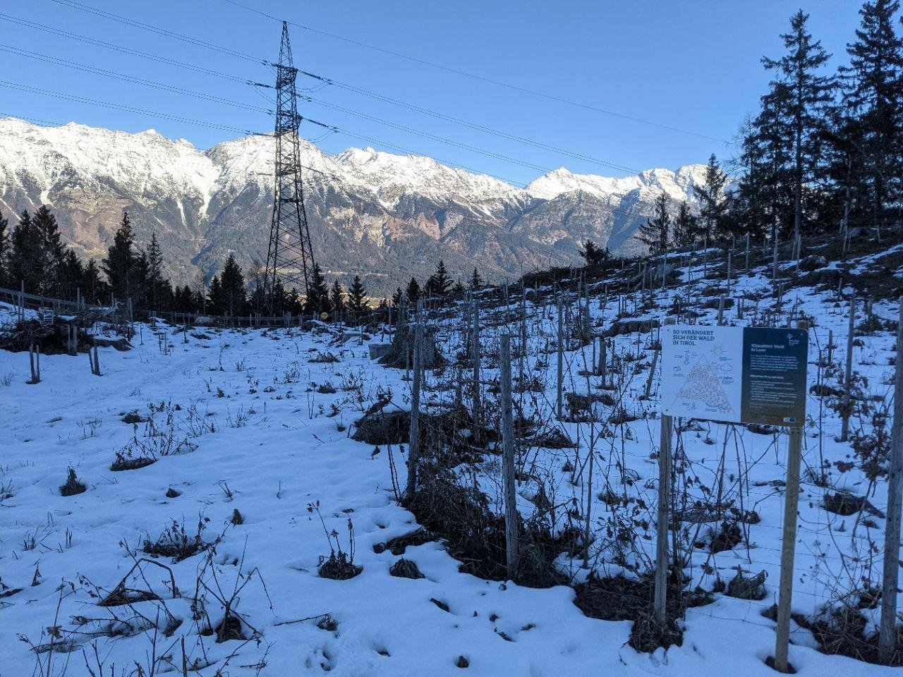 Eine andere Baumart in Naturkalender App spotted by Heemuul on 19.12.2020