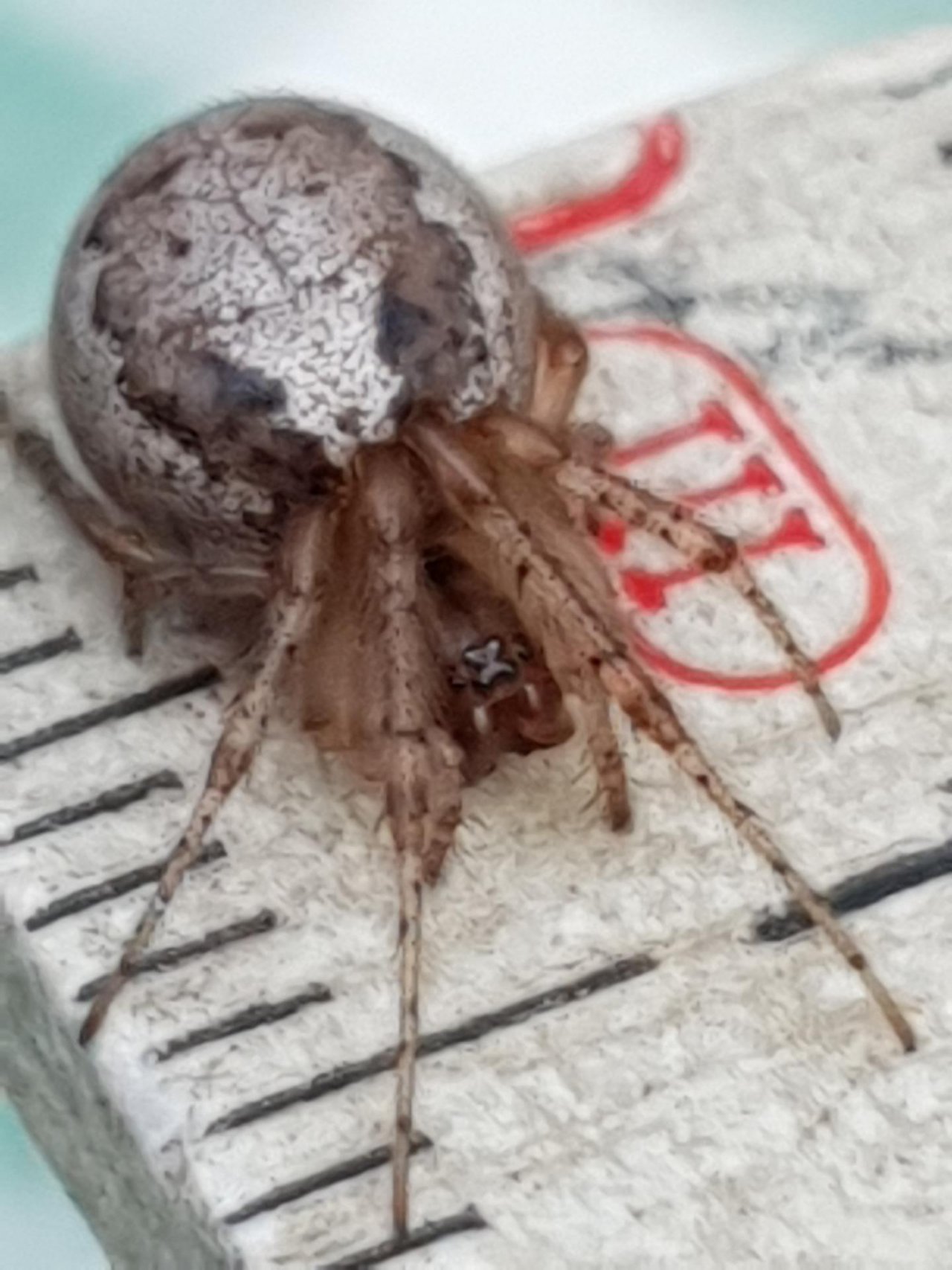 Silver-sided Sector Spider in SpiderSpotter App spotted by Paul Vernelen on 25.09.2020