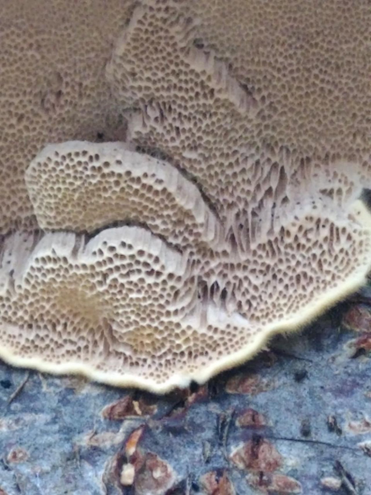 Zottige Tramete in Pilzfinder App spotted by TheOSWR on 18.12.2020