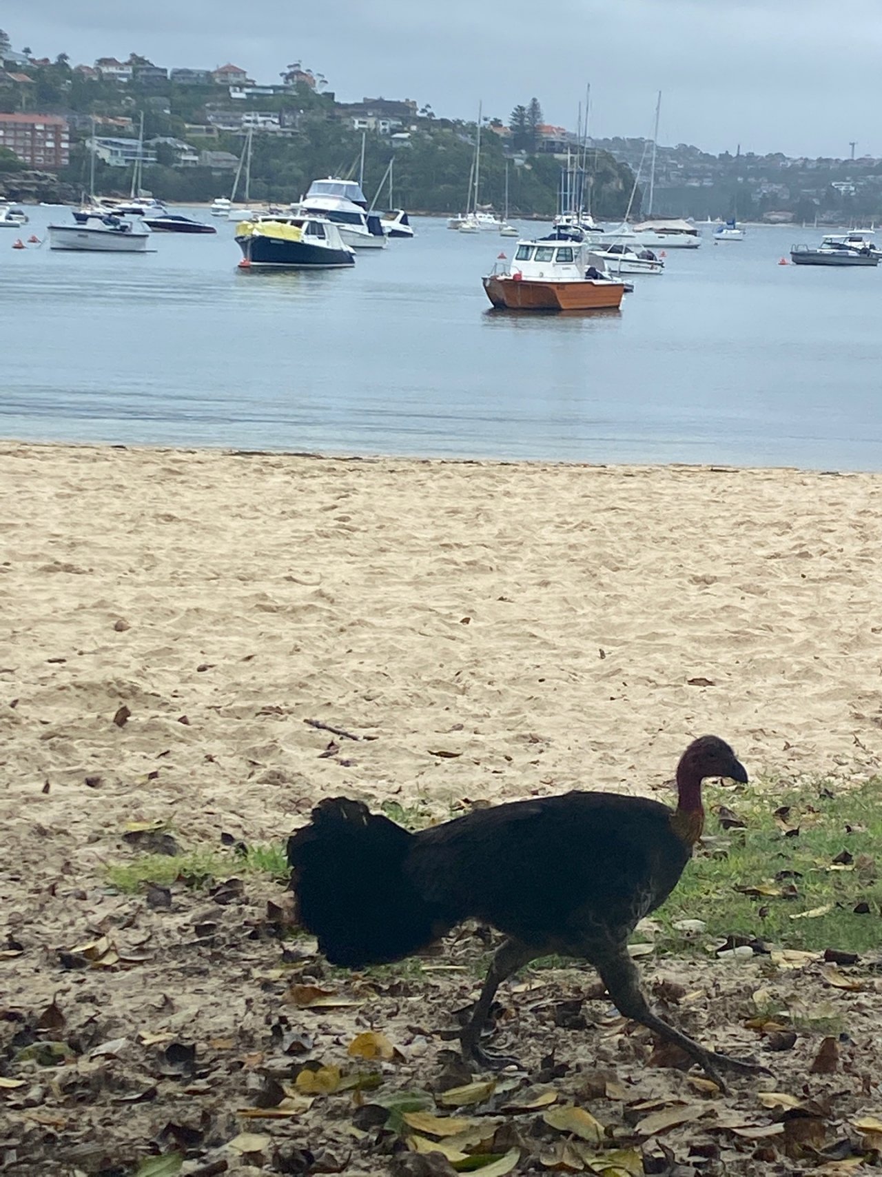 Brush-turkey in Big City Birds App spotted by NuStew on 31.01.2021