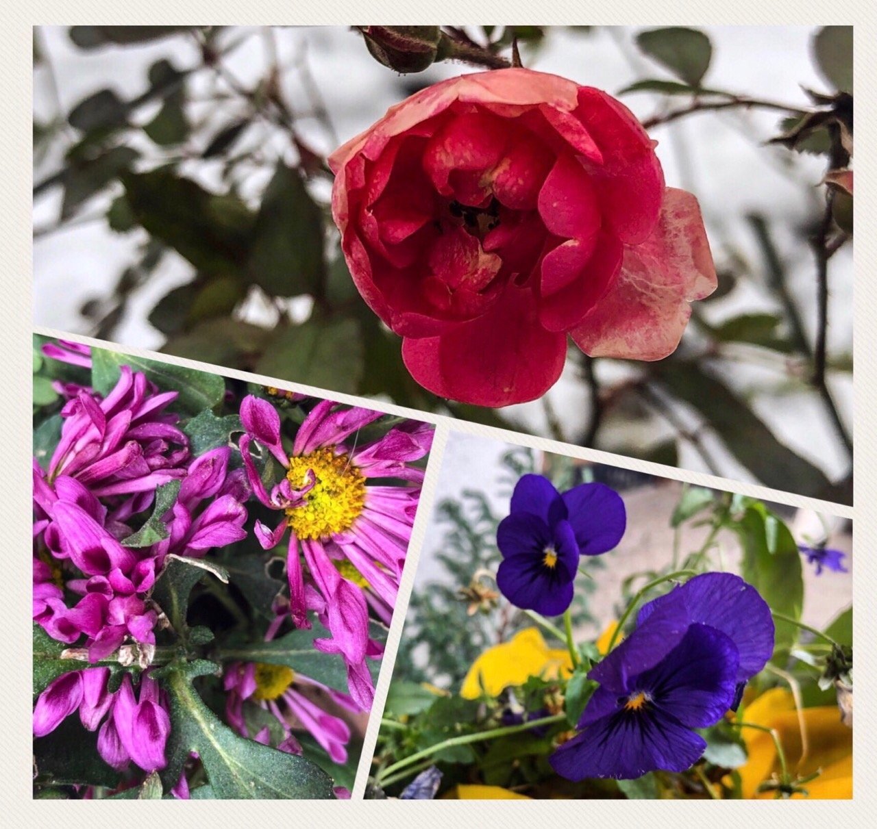 Eine andere krautige Art in Naturkalender App spotted by Morgentau on 13.12.2020