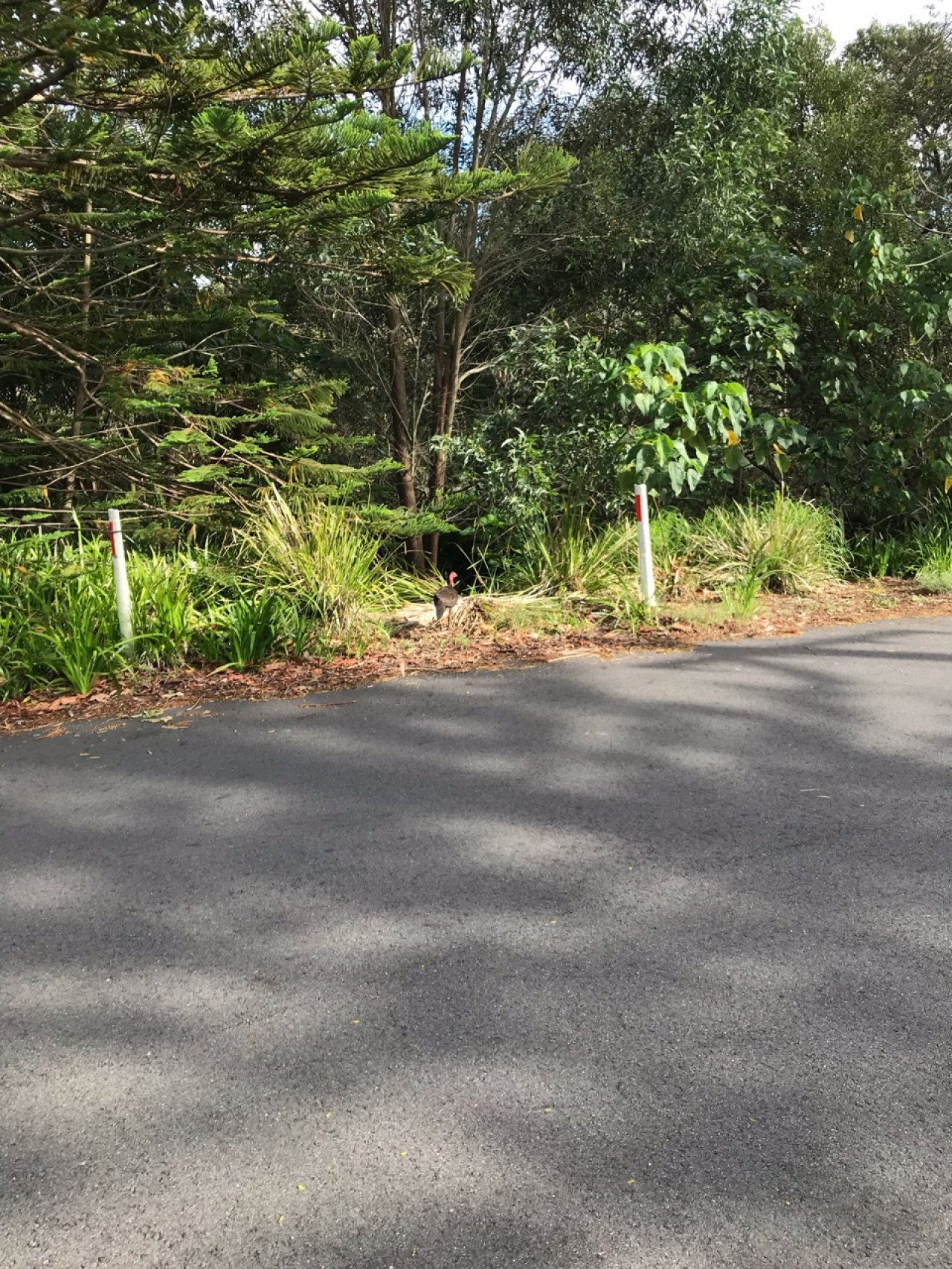 birds in BrushTurkeys App spotted by neilo63 on 20.12.2020