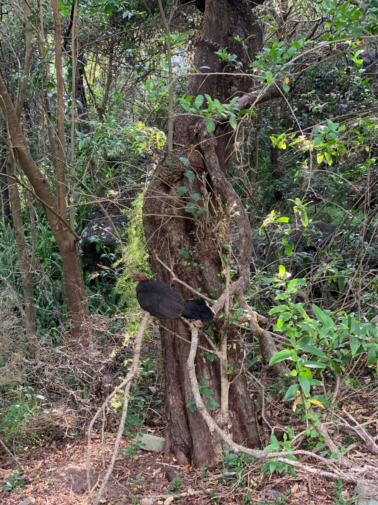 Brush-turkey in Big City Birds App spotted by Jasmanly on 11.12.2020