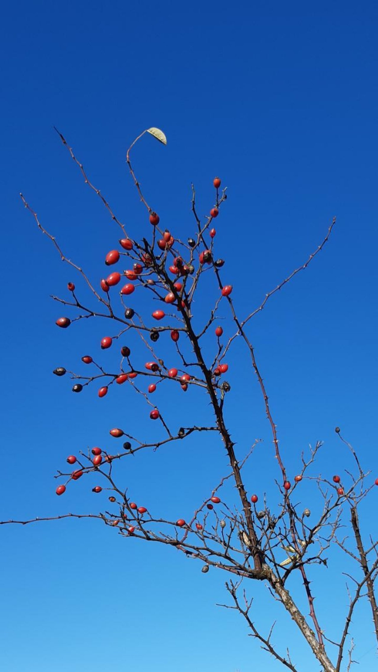 Hunds-Rose / Hecken-Rose in Naturkalender App spotted by Steinbock on 18.12.2020