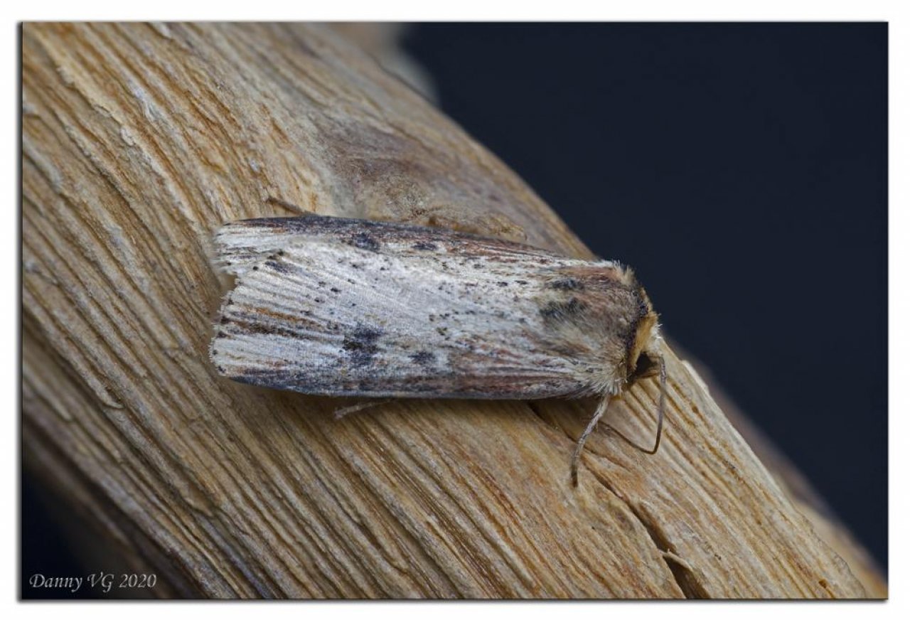 Animals in NatureSpots App spotted by Danny VG on 04.07.2020