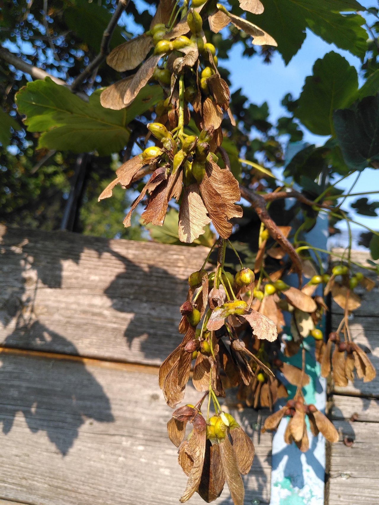 Plants in NatureSpots App spotted by TheOSWR on 13.09.2020