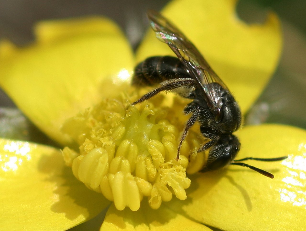 Lasioglossum bee