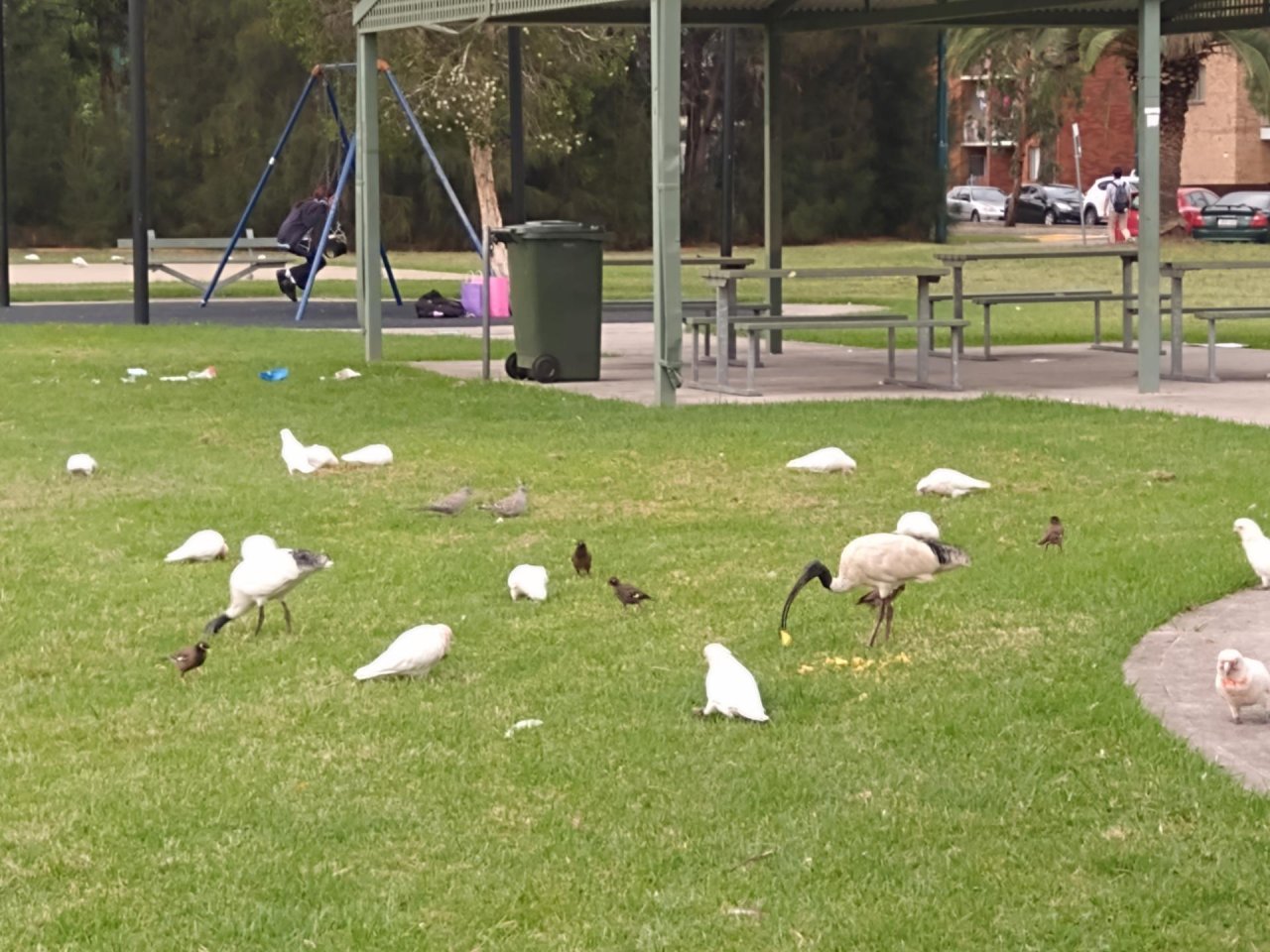 Little Corella in Big City Birds App spotted by Anna on 01.02.2021