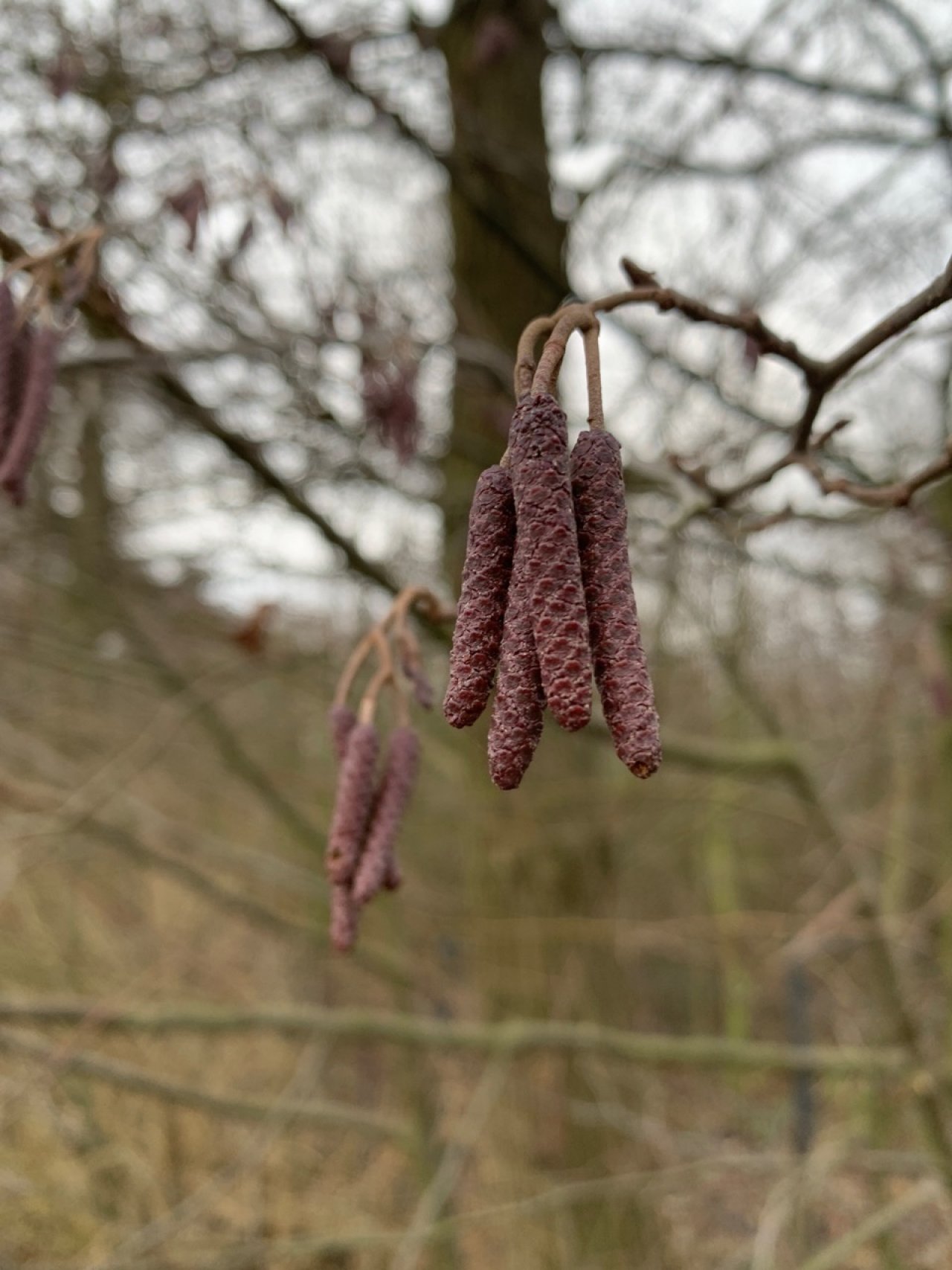 Eine andere Baumart in Naturkalender App spotted by ArneRo on 20.12.2020